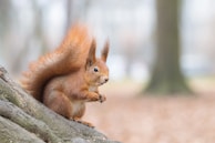 brown squirrel on brown tree branch during daytime