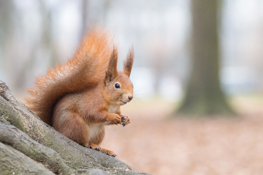 brown squirrel on brown tree branch during daytime