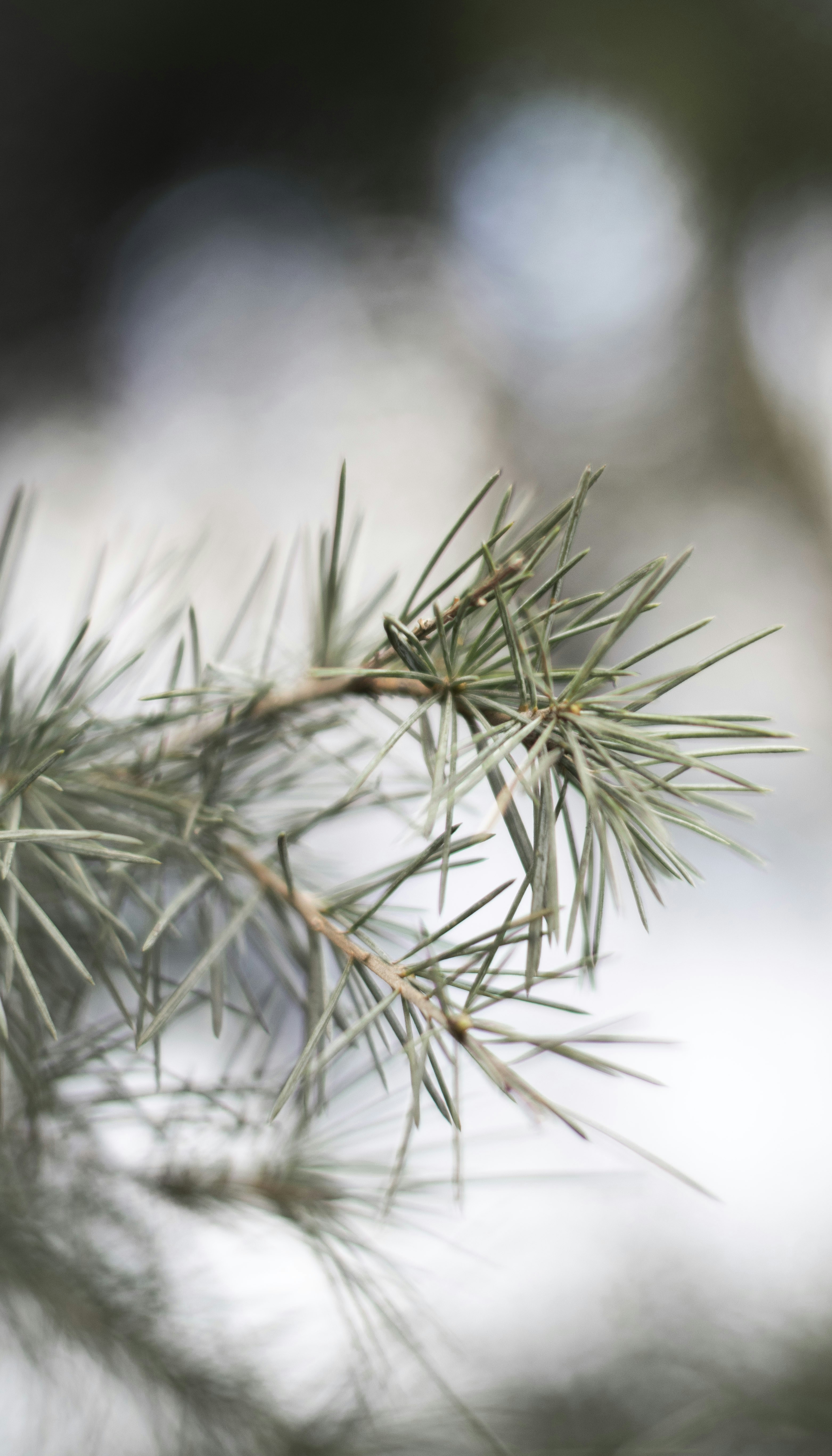 Photo by danielabeleva