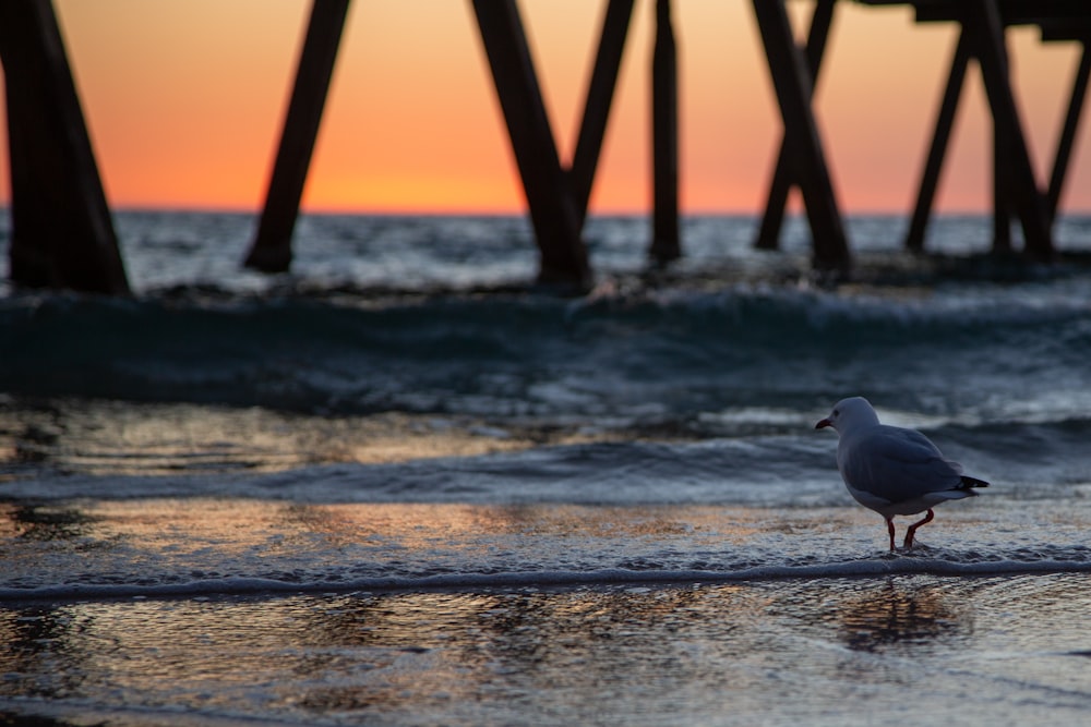 white bird on shore during sunset