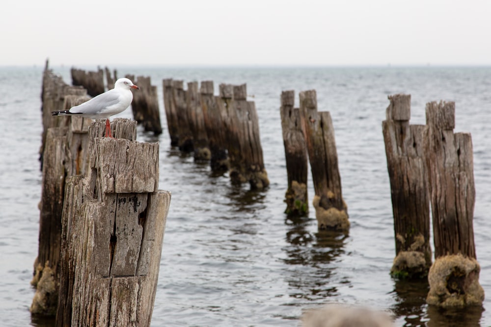 white bird on brown wooden post near body of water during daytime