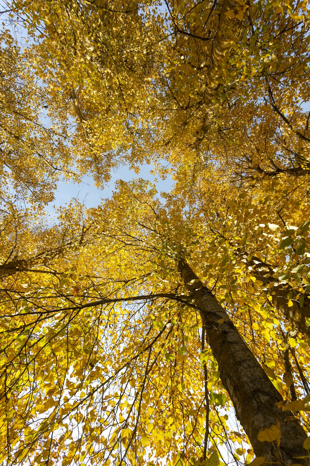 yellow and green leaf trees