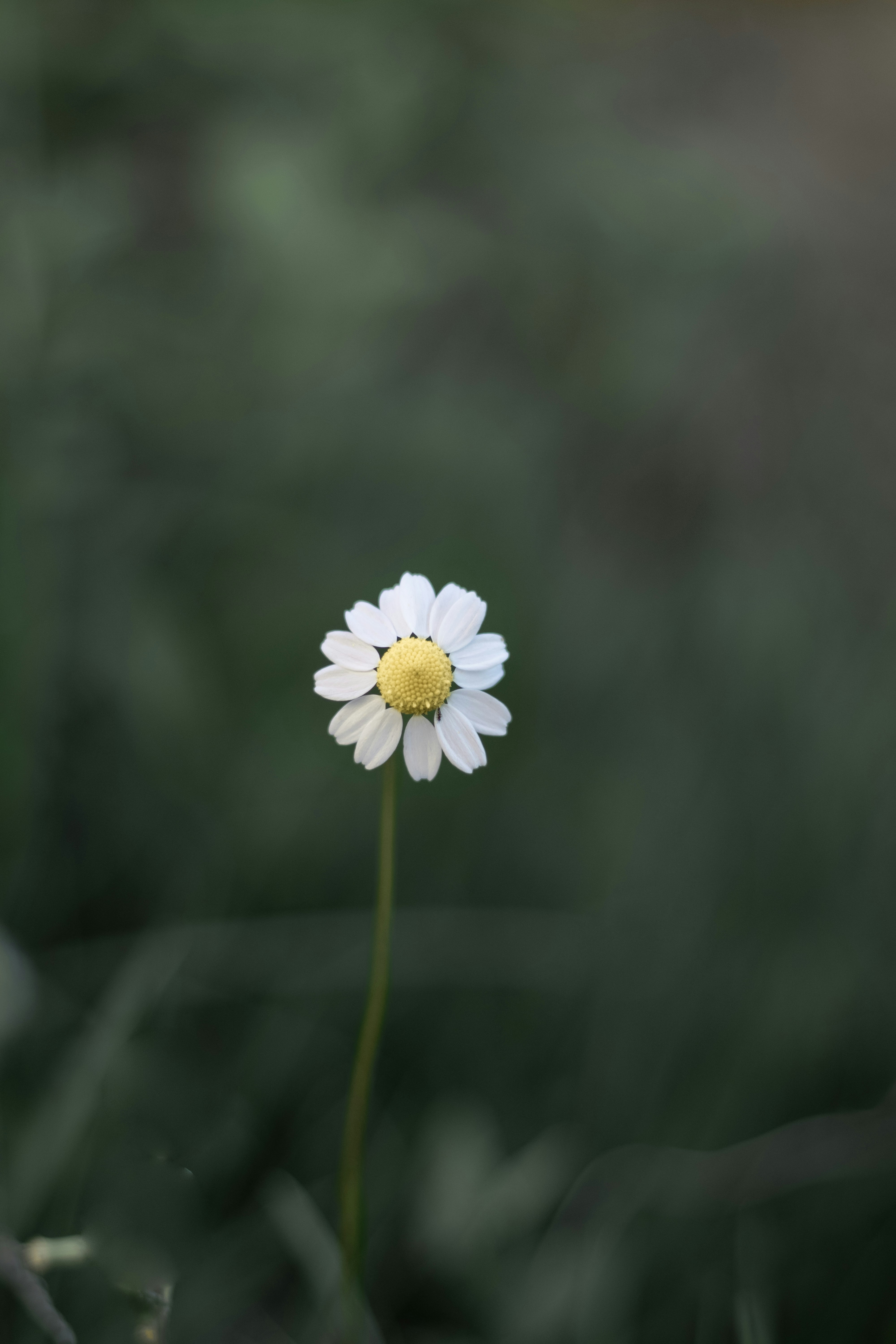 Photo by esmaeil_shiralipor