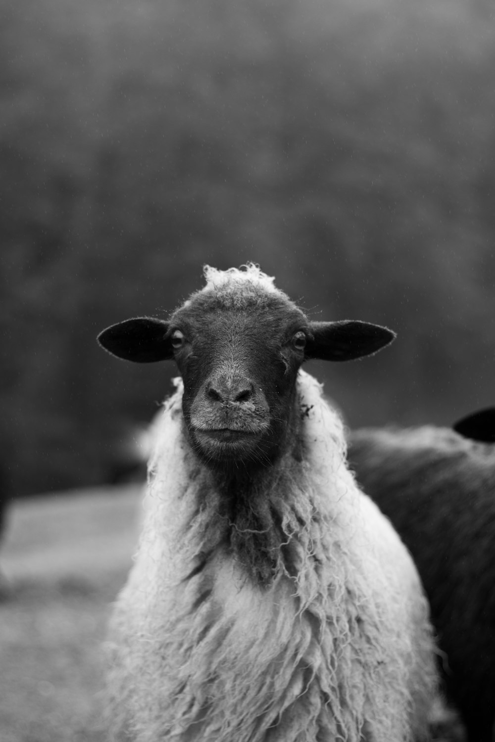 grayscale photo of sheep on road