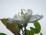 Close-up of a blooming flower with dewdrops on its petals in soft morning light.