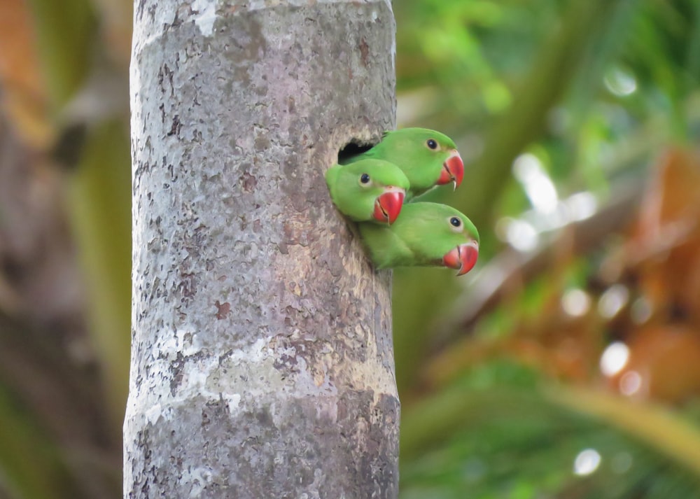 green frog on gray tree trunk