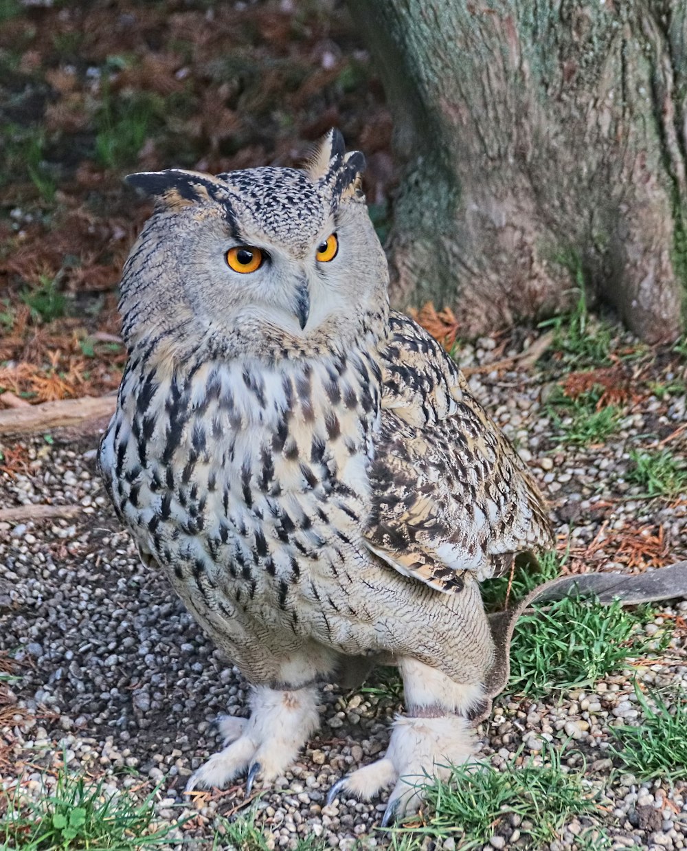 white and black owl on ground