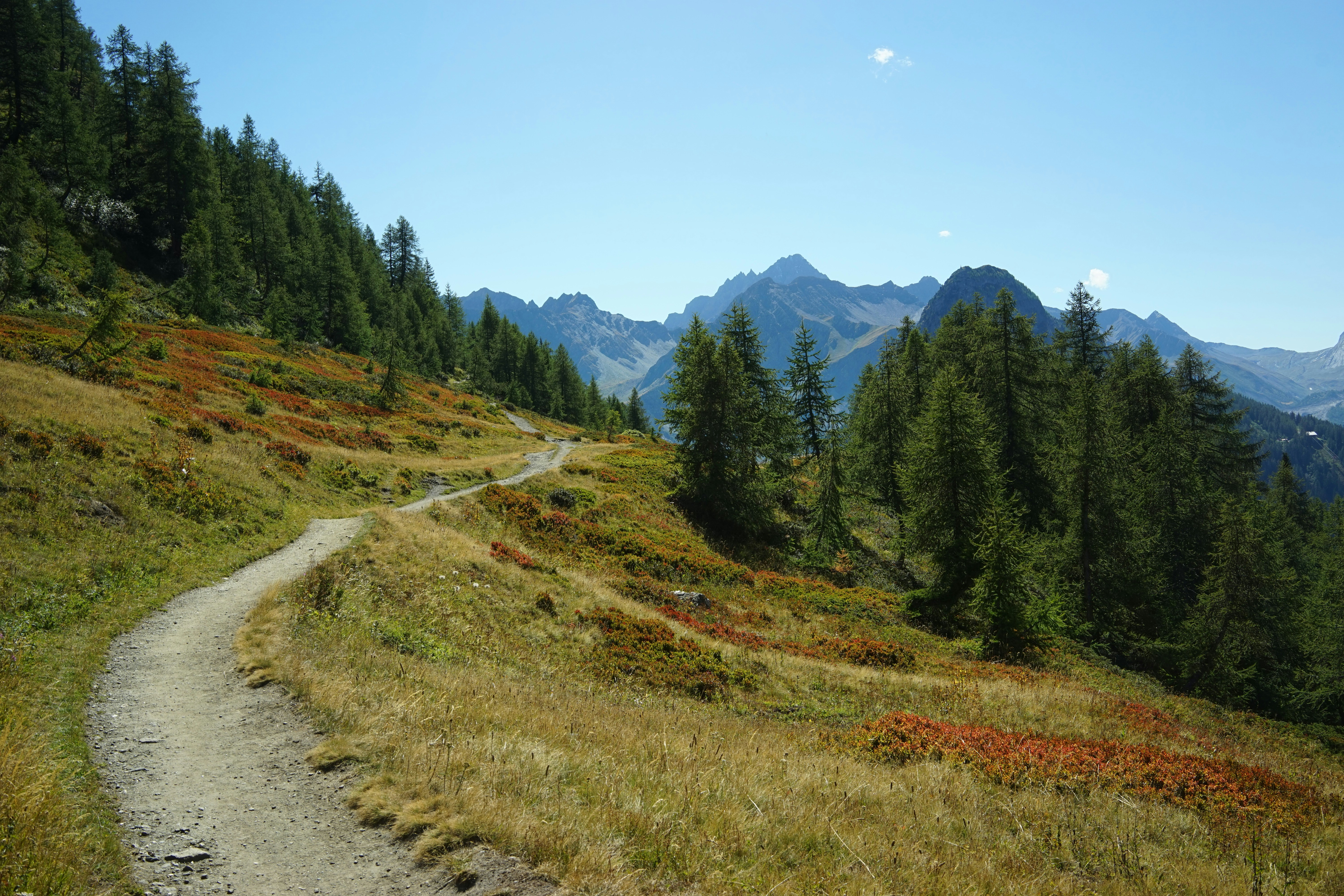 green pine trees on green grass field during daytime