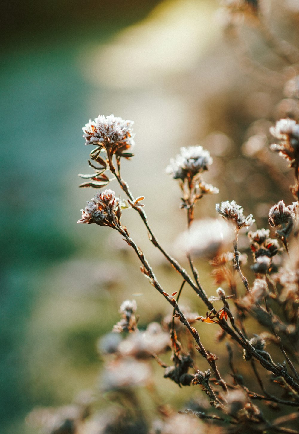 white and brown flower buds in tilt shift lens