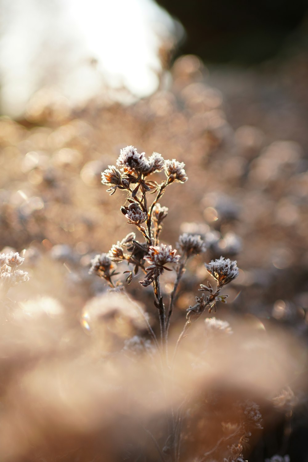 white and brown flower in tilt shift lens