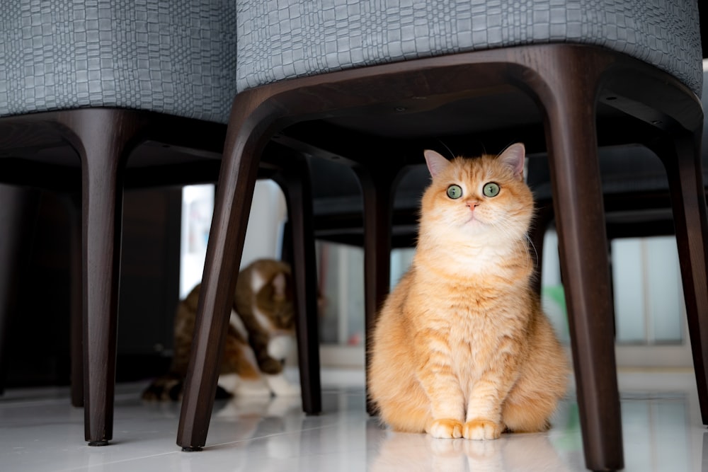 orange tabby cat on black chair