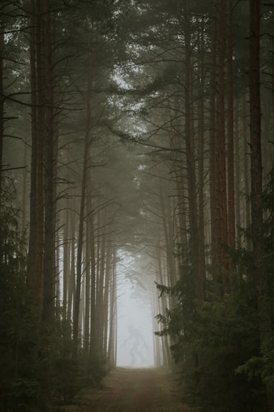 ominous forest