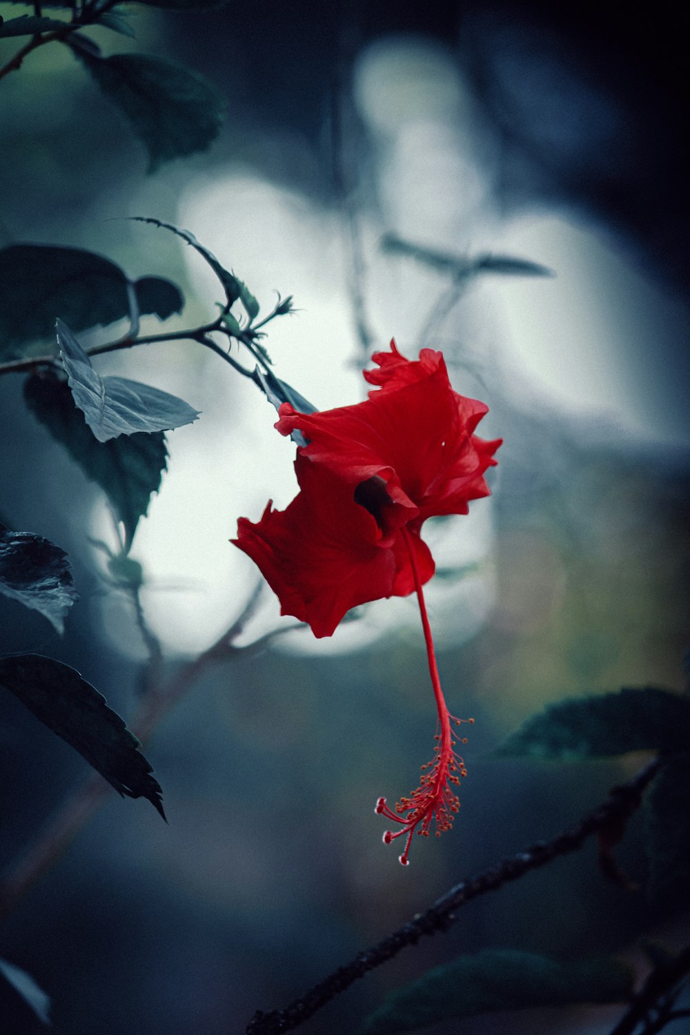 red flower in tilt shift lens