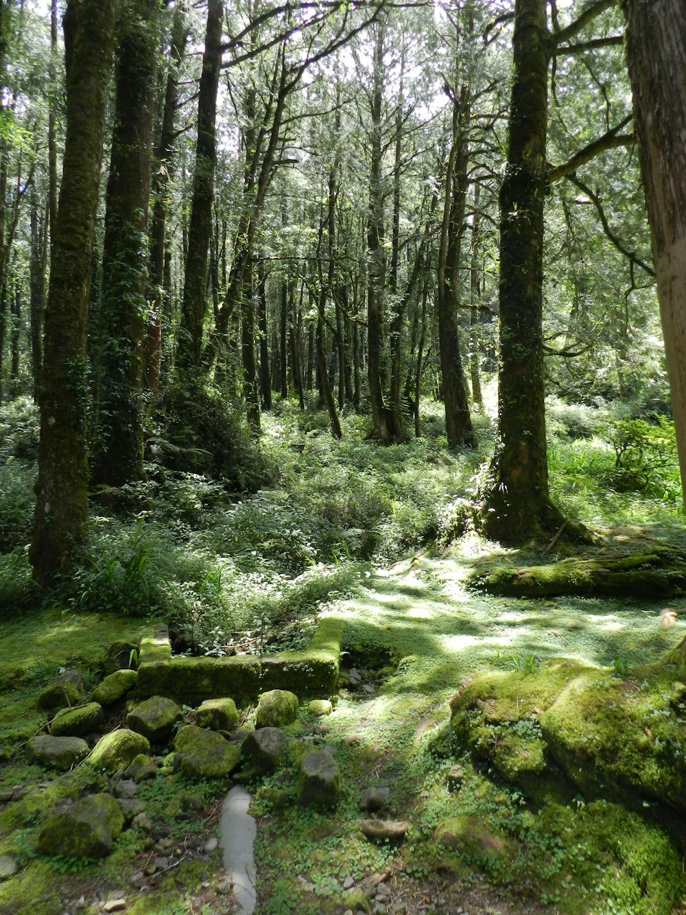 green moss on rocks in the woods