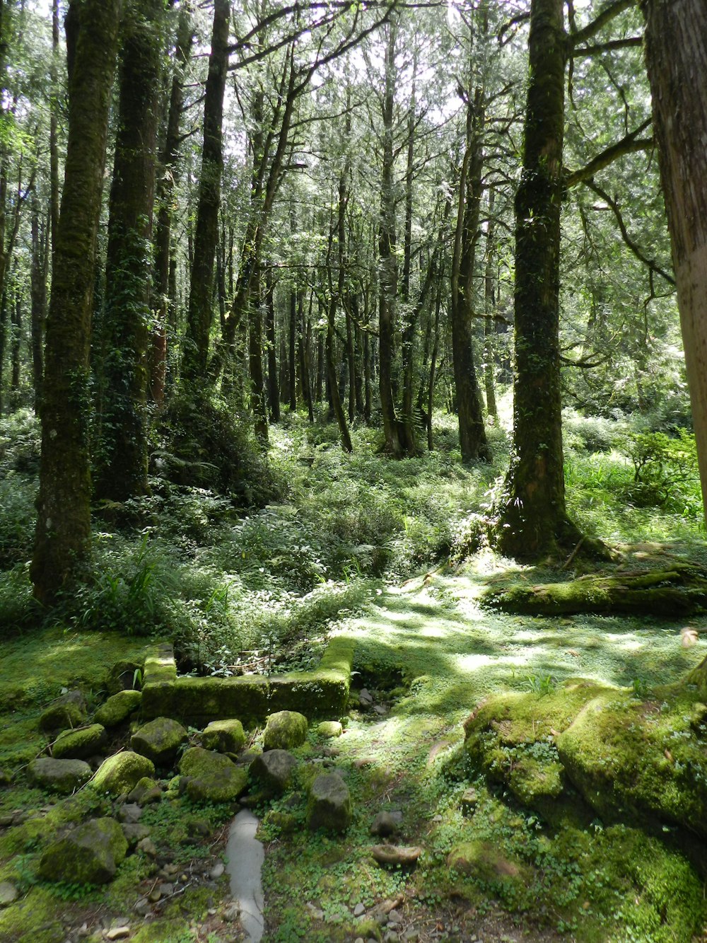 muschio verde sulle rocce nei boschi