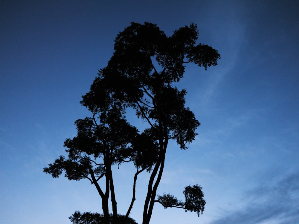 green tree under blue sky