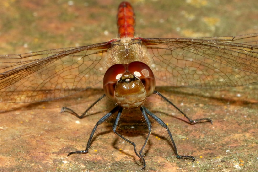 brown and black dragonfly on brown surface