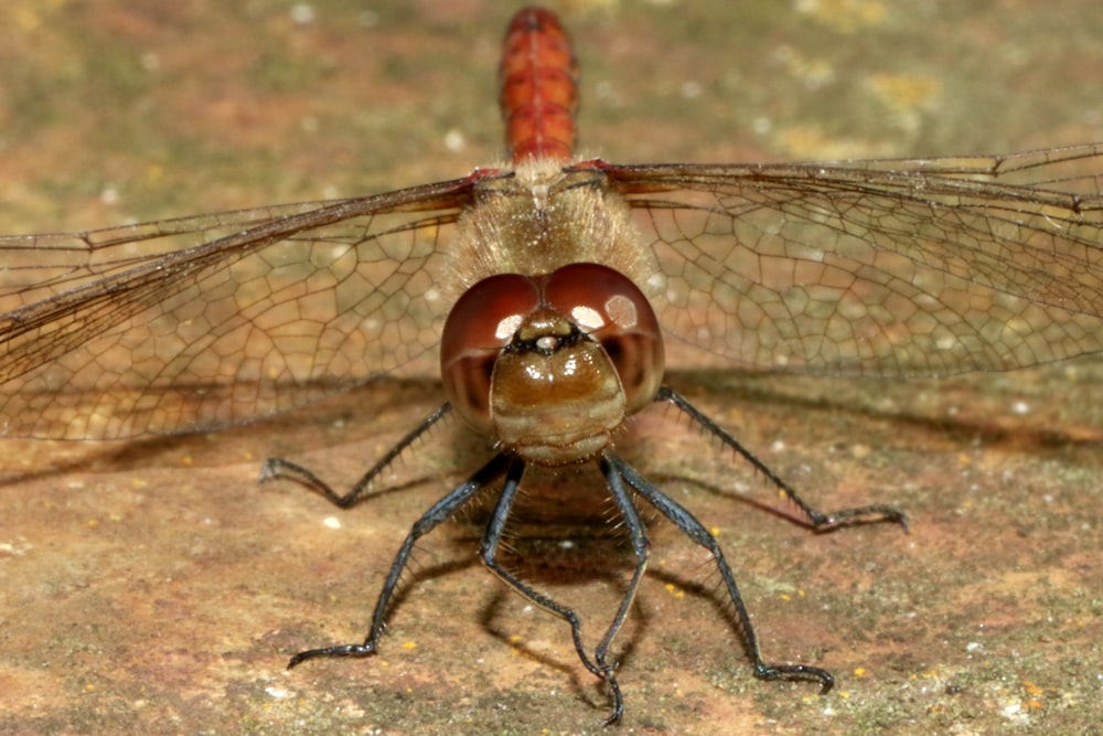 brown and black dragonfly on brown surface