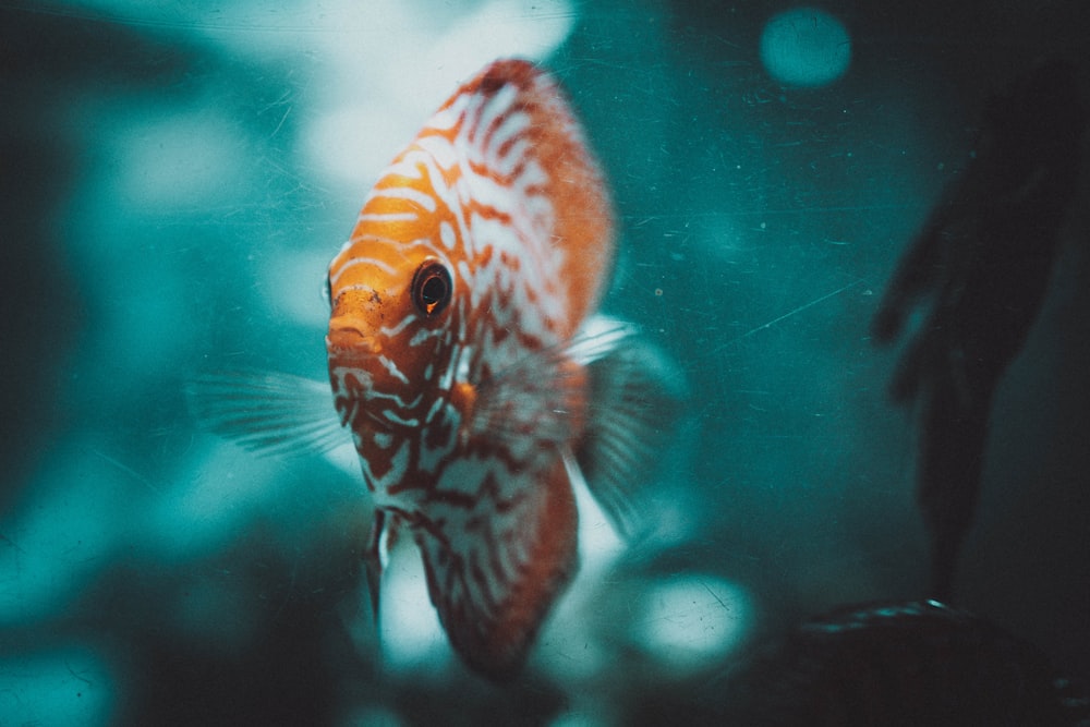 orange and white fish in water