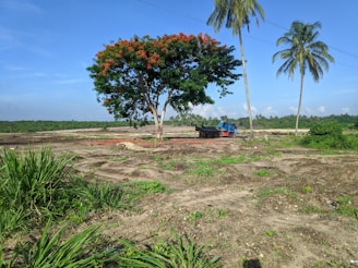 green palm tree near body of water during daytime