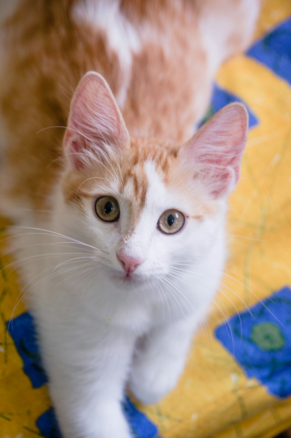 orange and white tabby cat