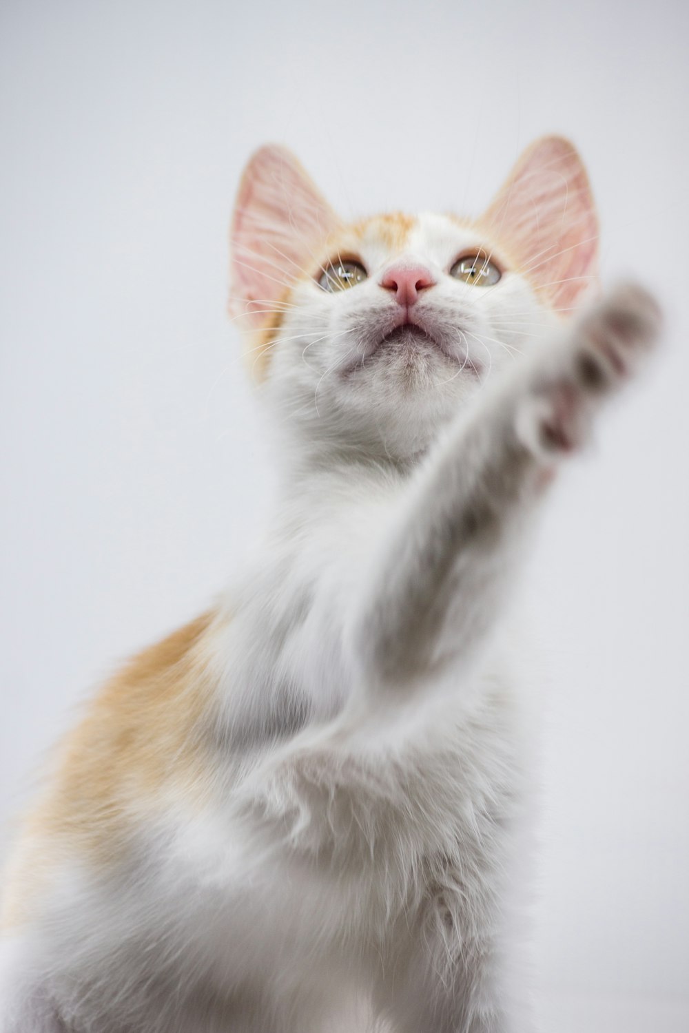 white and orange cat on white background