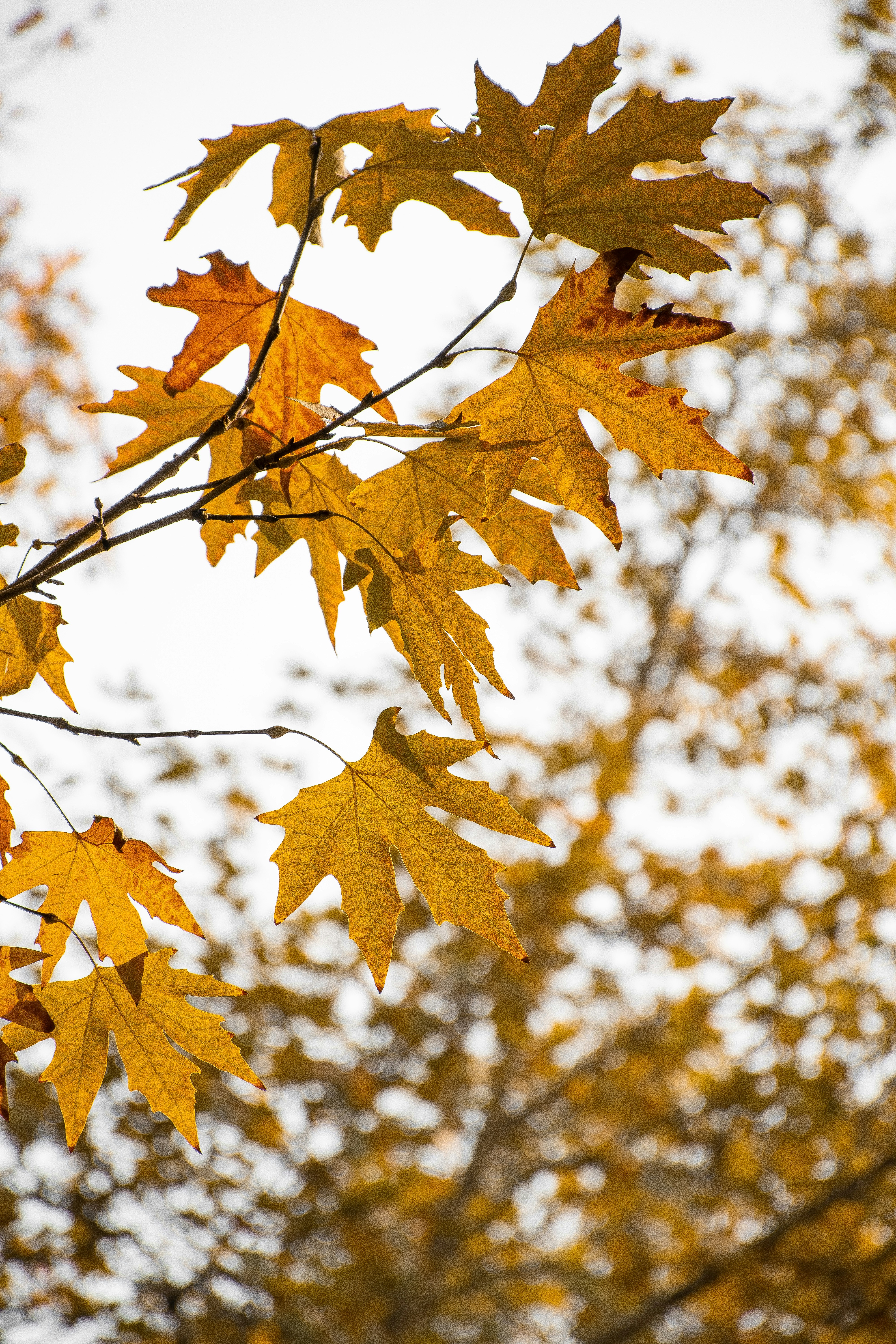 Photo by soltanimedia