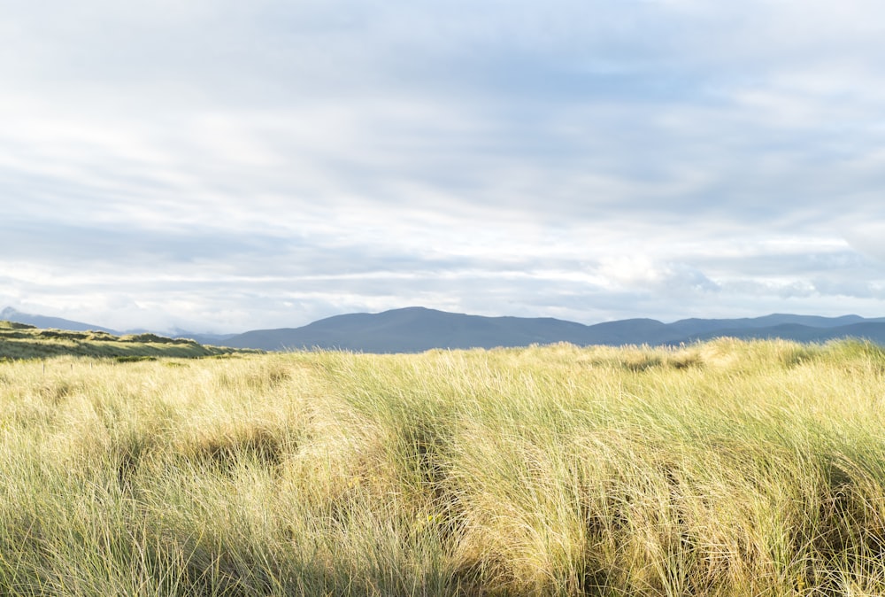 a grassy field with mountains in the distance