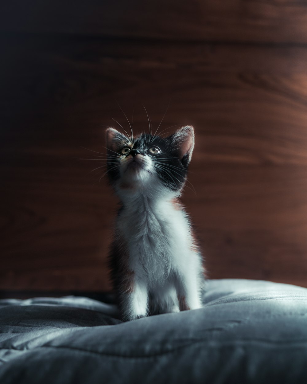 white and black cat on gray textile