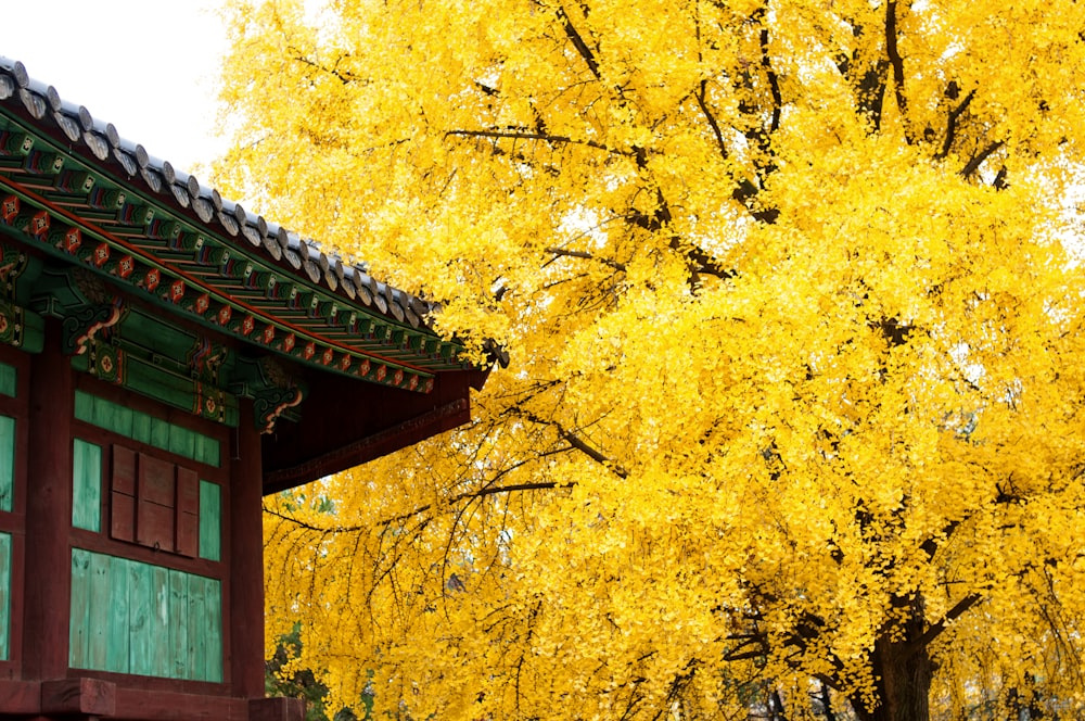 yellow leaves on tree during daytime