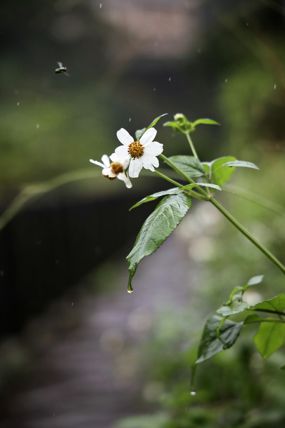 white flower with green leaves