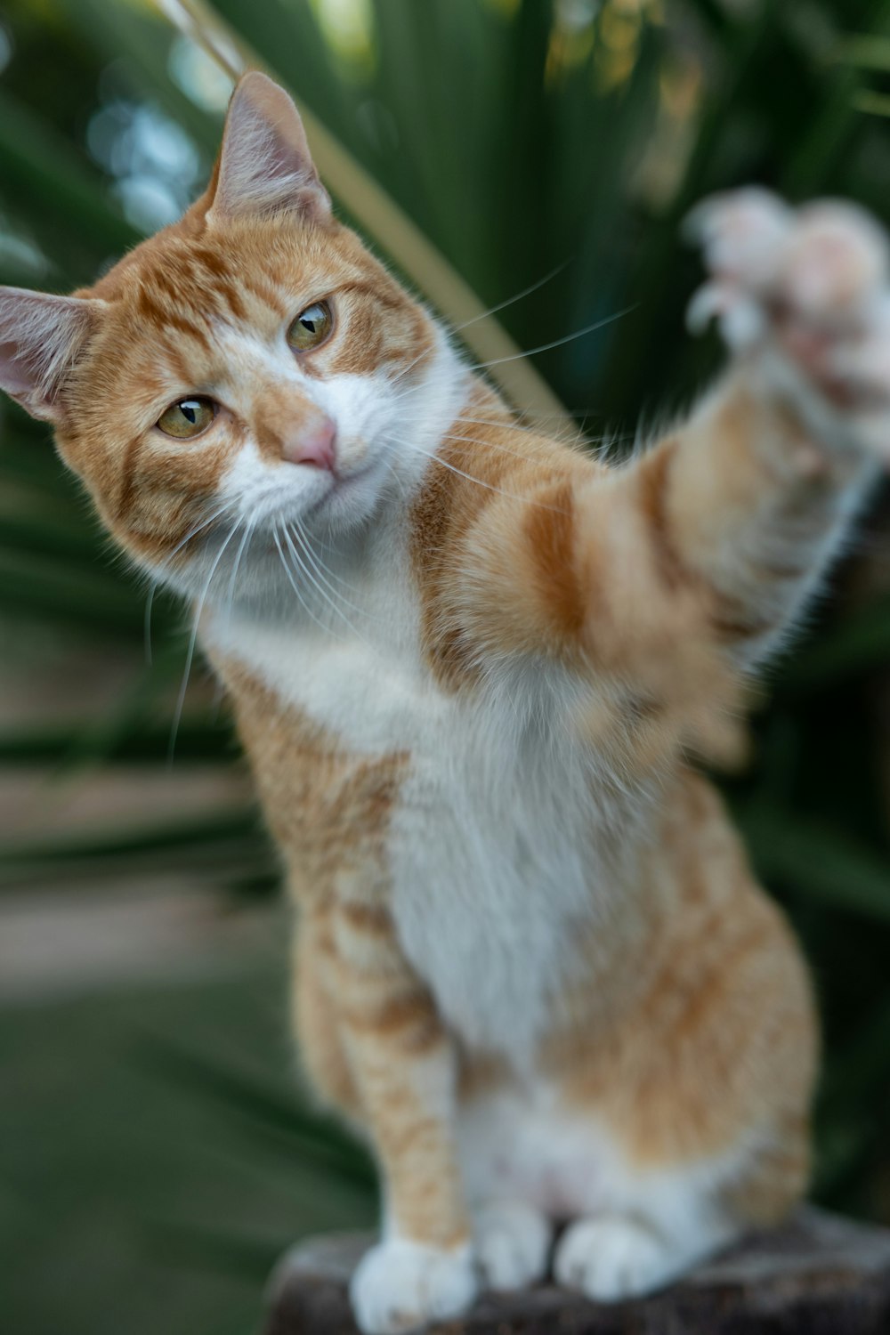 orange and white tabby cat