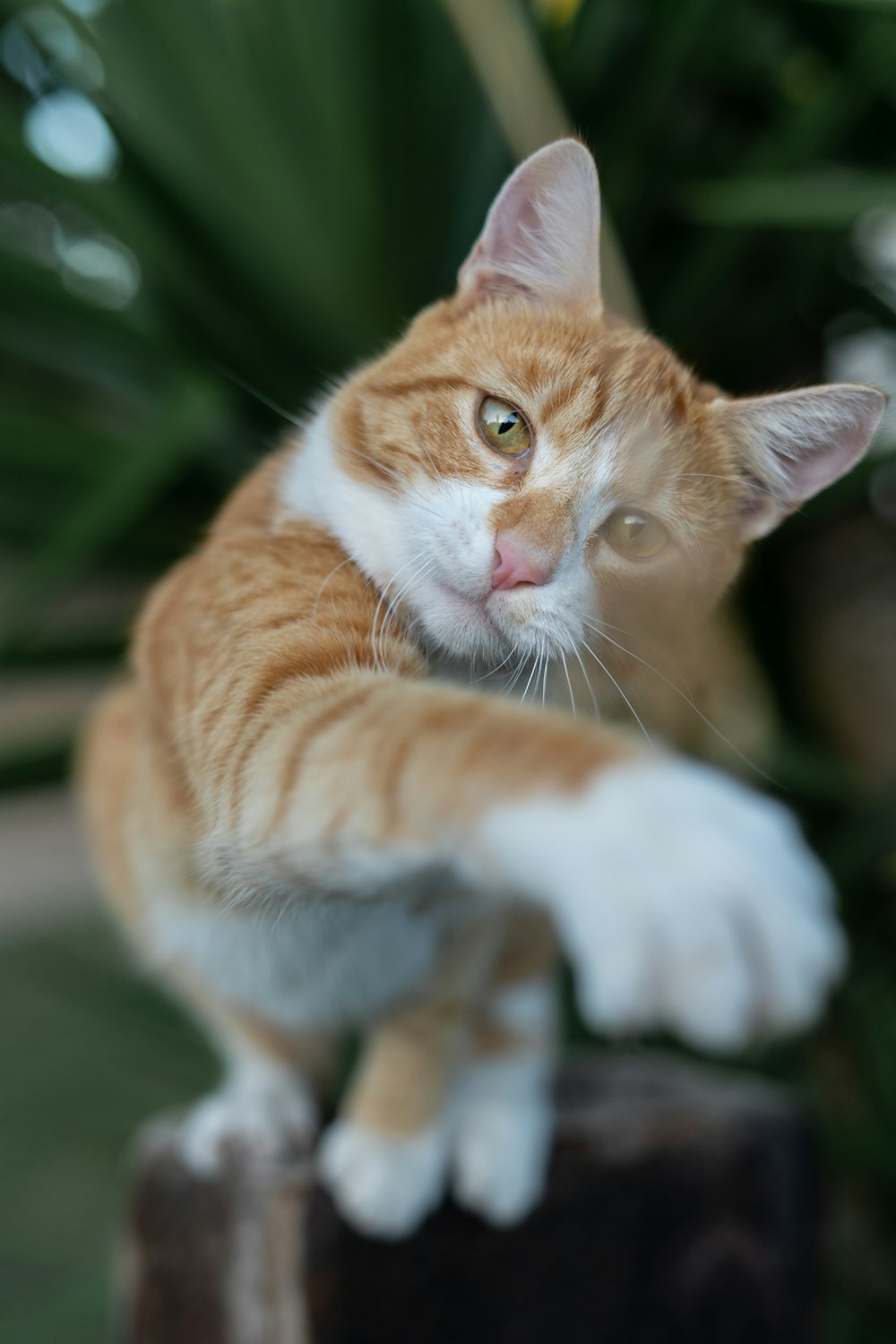 gatto soriano arancione e bianco