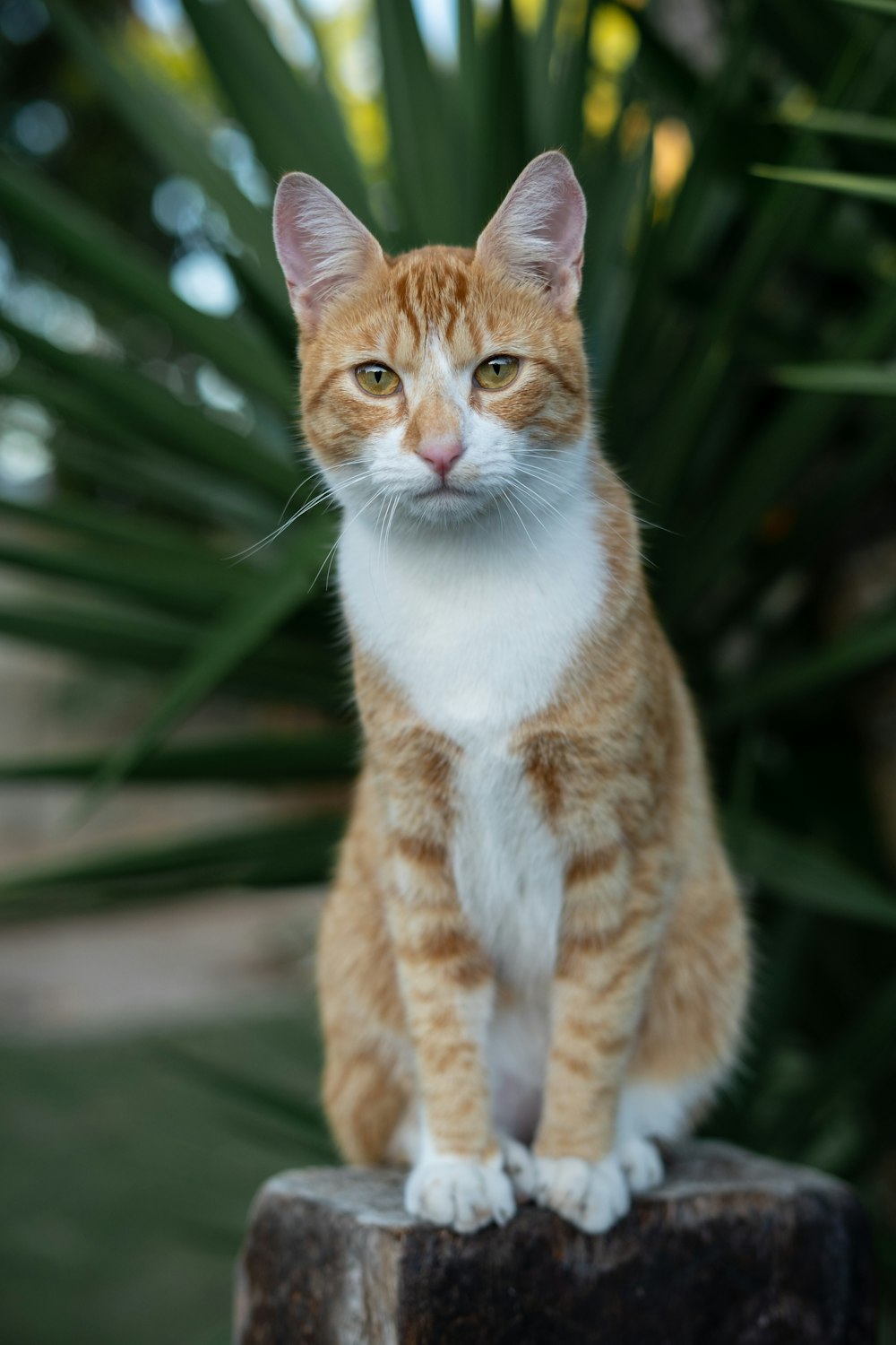 オレンジと白のぶち猫