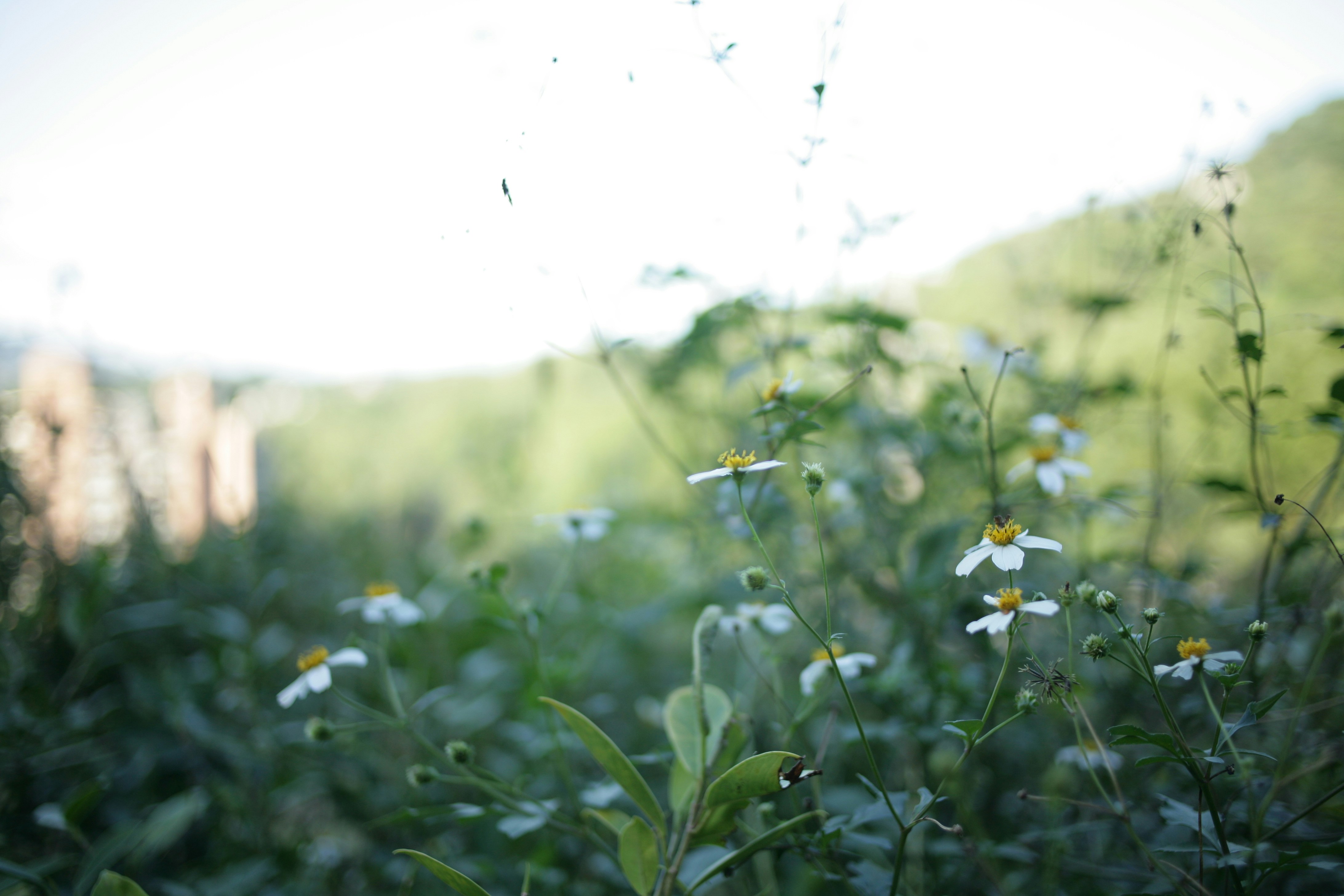 Photo by mclee