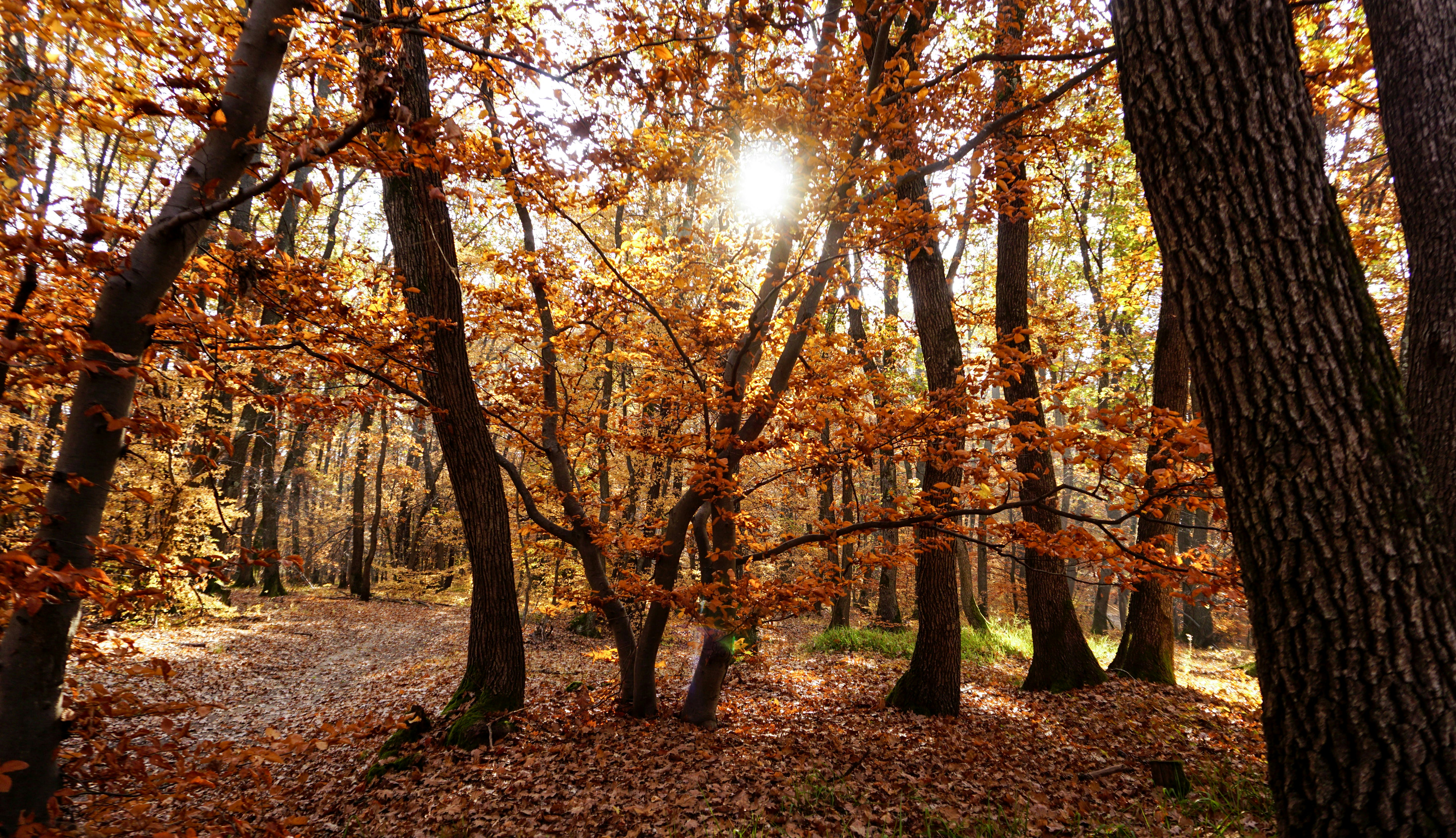 brown trees with yellow leaves during daytime