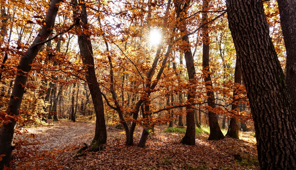 brown trees with yellow leaves during daytime