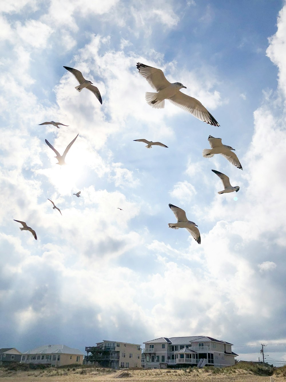 昼間の青空の下を飛ぶ鳥の群れのローアングル写真