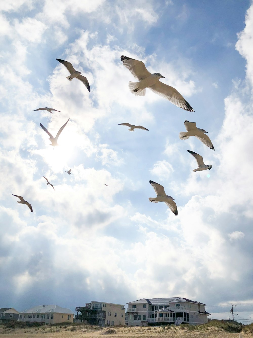 Fotografía de ángulo bajo de bandada de pájaros volando bajo el cielo azul durante el día