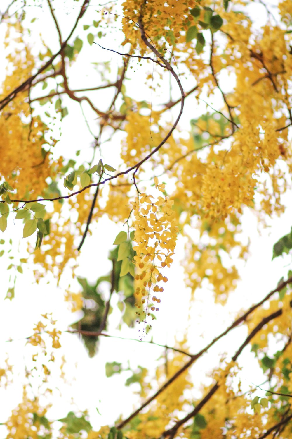 yellow leaves on tree branch