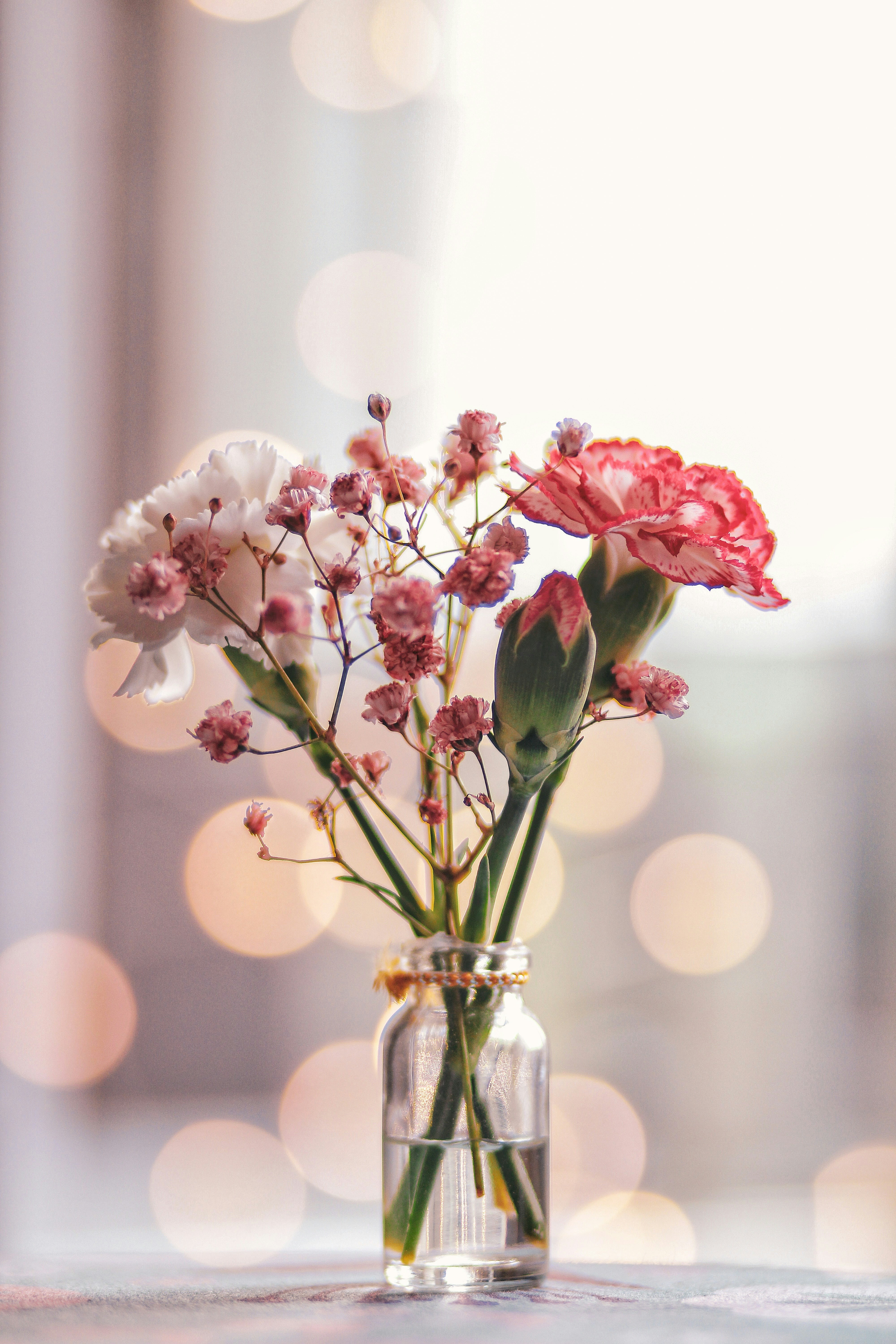 Pink And White Flowers In Clear Glass Vase Photo Free Plant Image On Unsplash