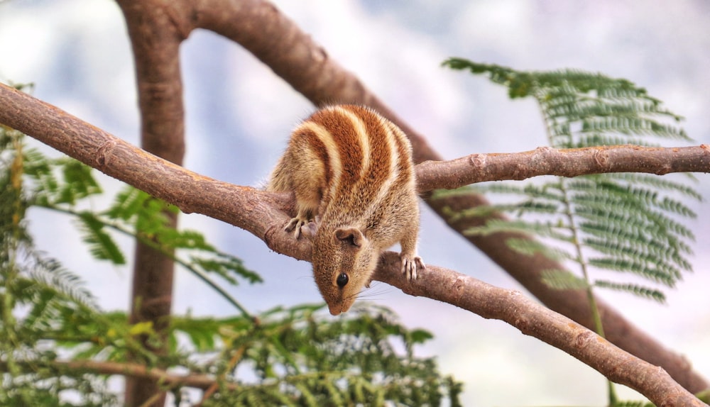 brown squirrel on brown tree branch during daytime