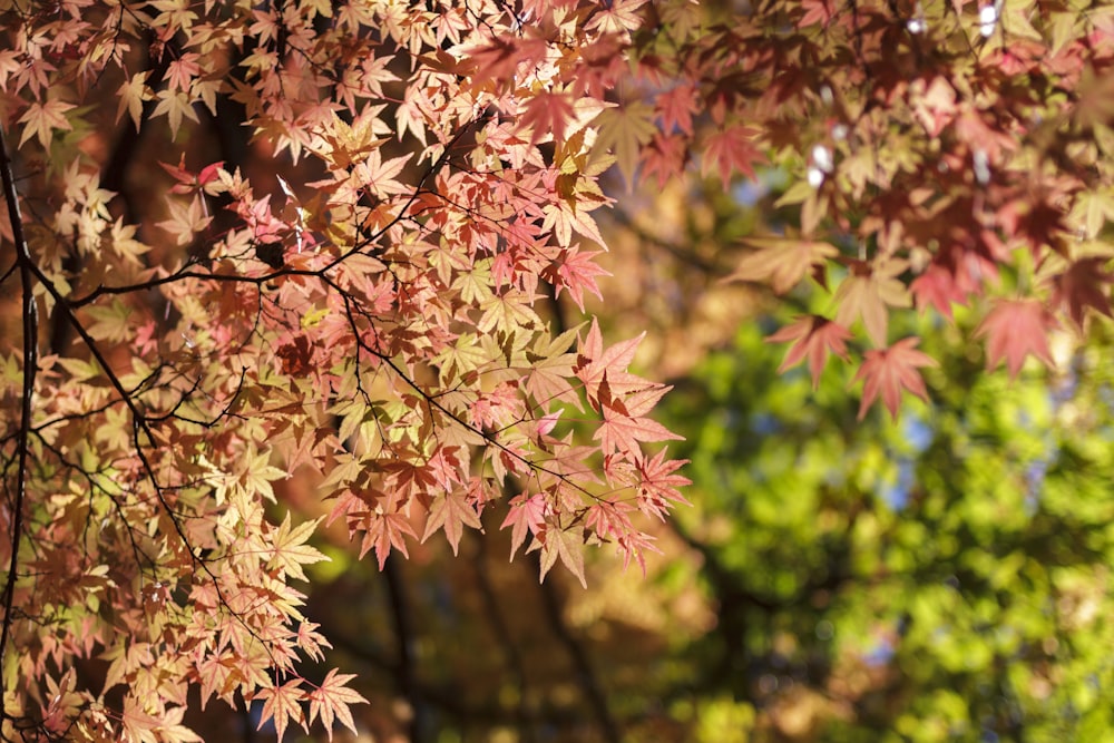 pink and yellow leaves in tilt shift lens