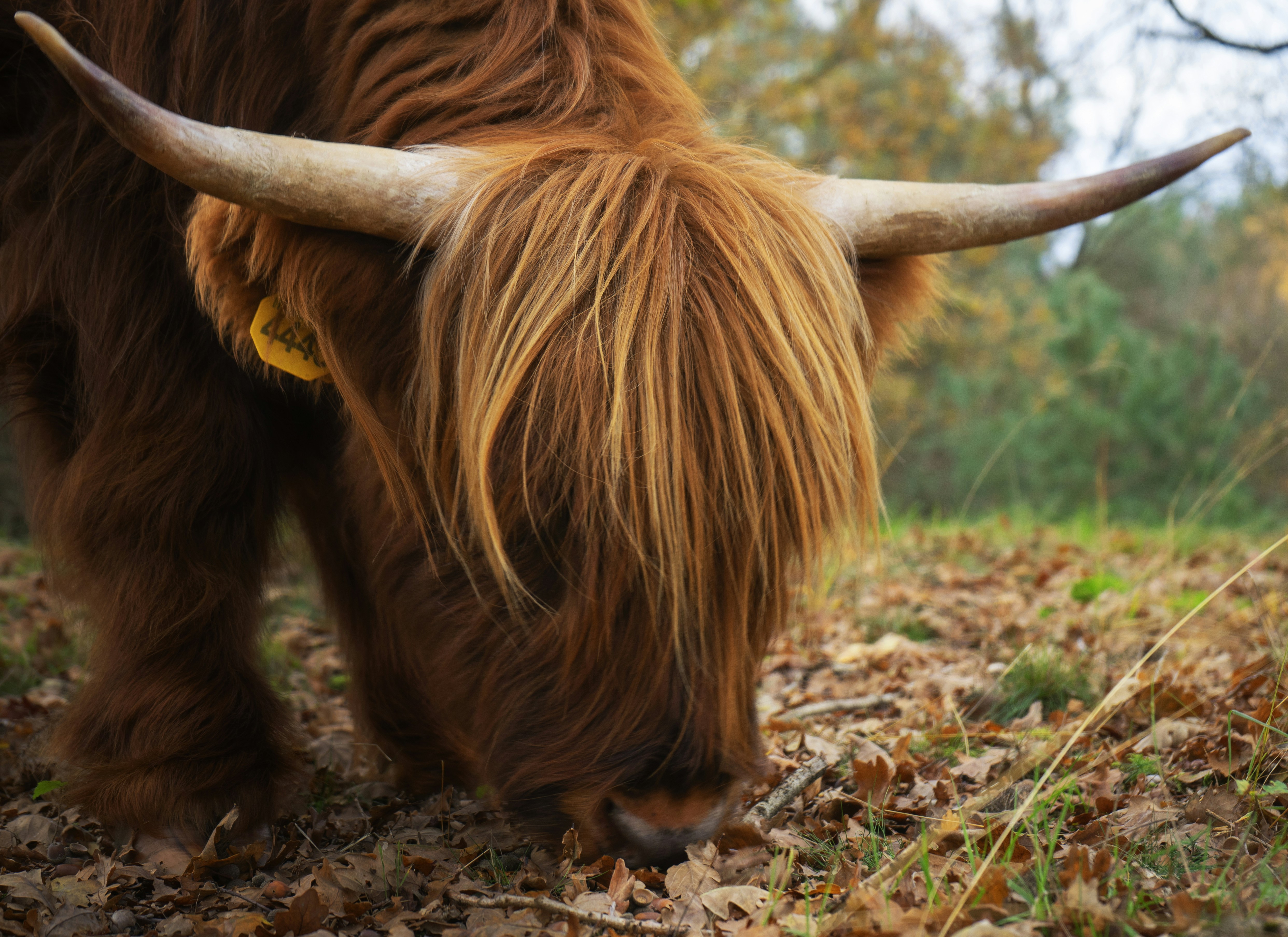 Afbeelding van Eindhoven