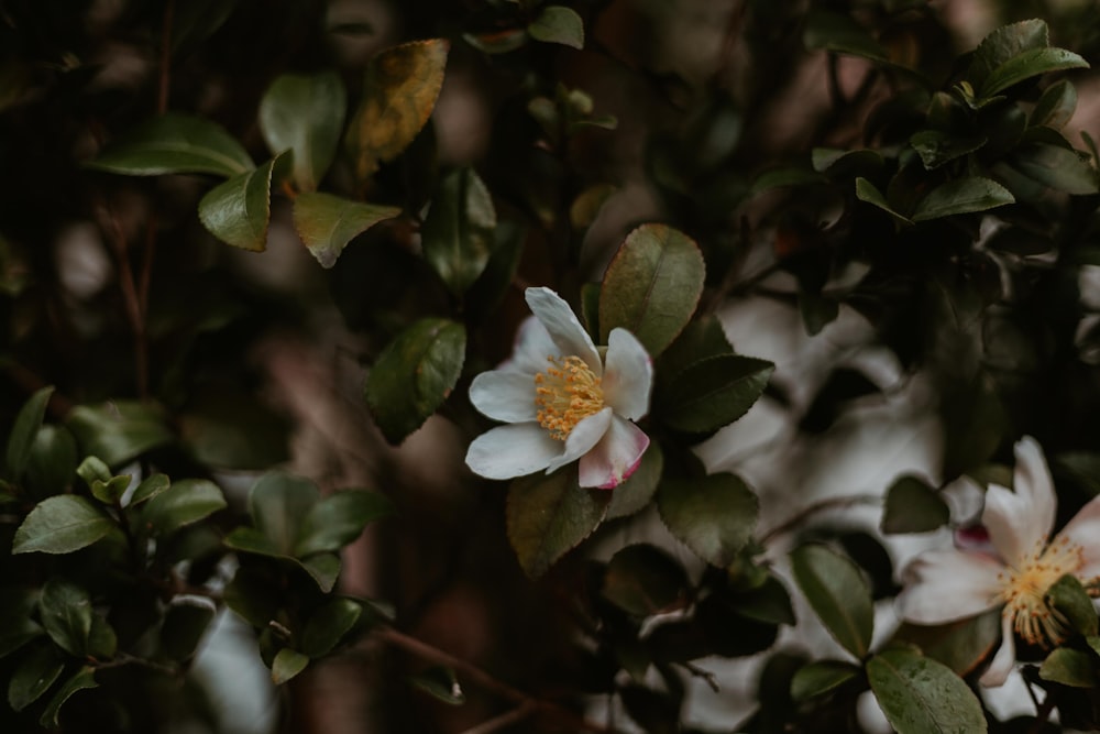 white and purple flower in tilt shift lens