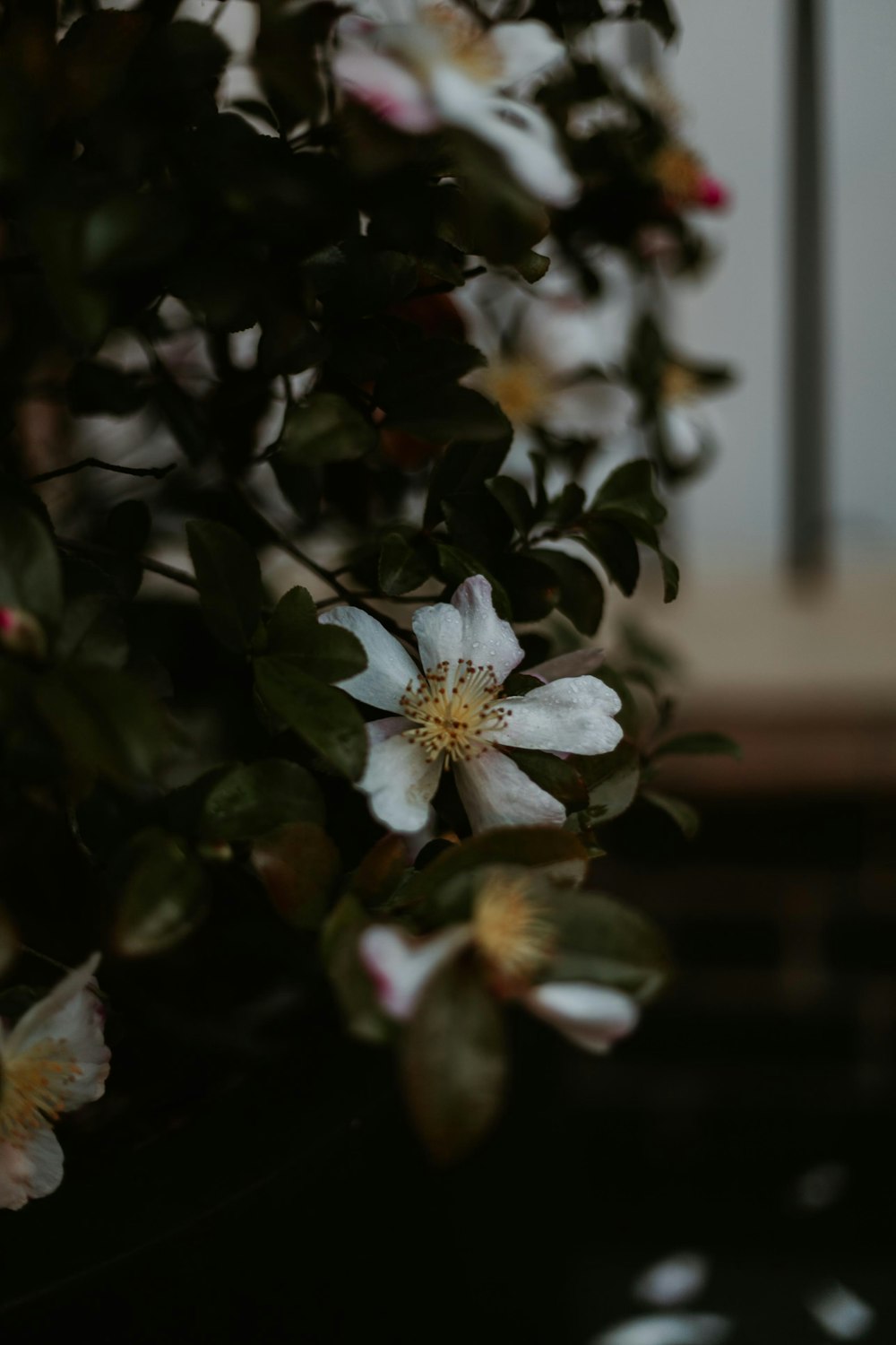 white flower with green leaves