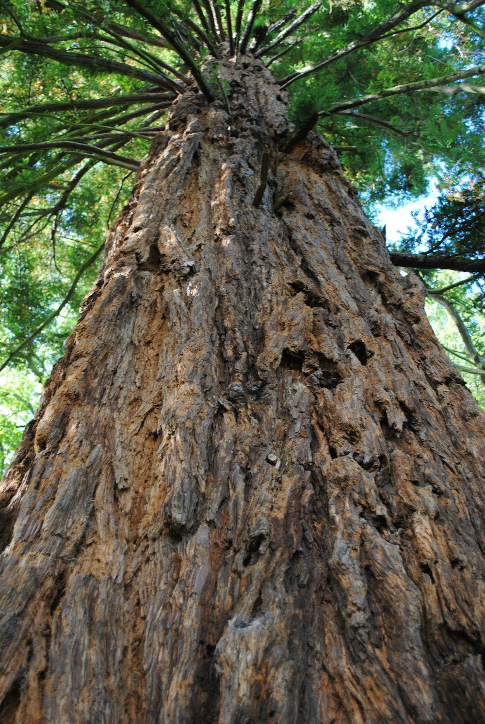 brown tree trunk during daytime