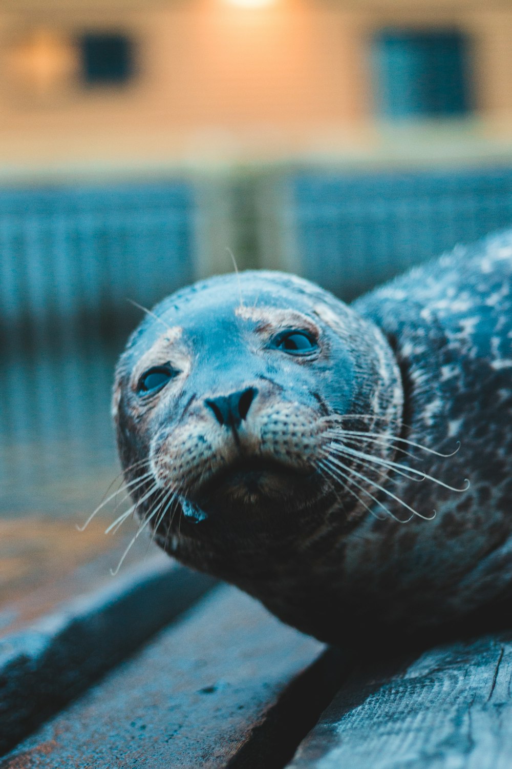 brown and black seal in cage