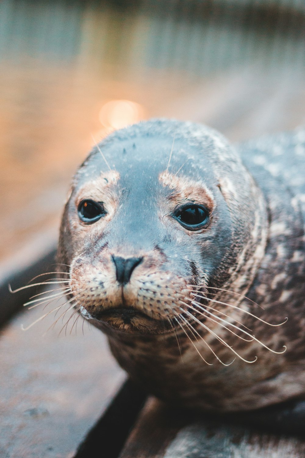 black and white seal in close up photography