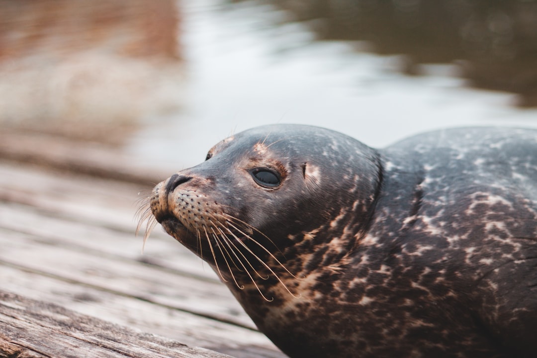 black seal on brown wooden log